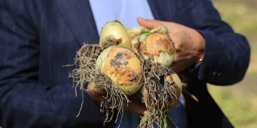 İklim değişikliği hasadı 2 hafta geciktirdi: Kilosunun en az 15 TL olması bekleniyor 5